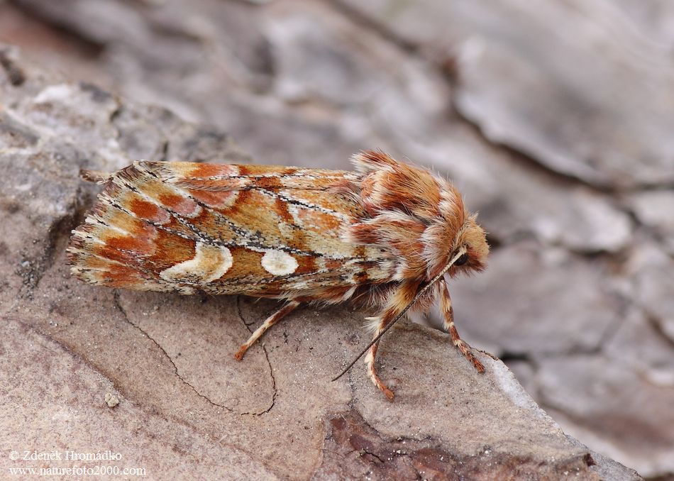 sosnokaz borový, Panolis flammea (Motýli, Lepidoptera)